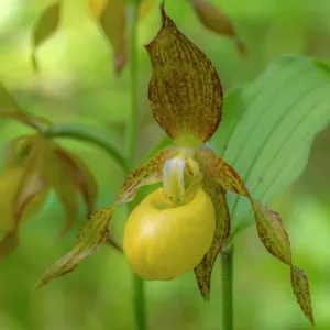 Cypripedium Victoria gx, Victoria Lady's Slipper Orchid, Frosh Garden Orchids, Yellow Flowers, Hardy Orchids