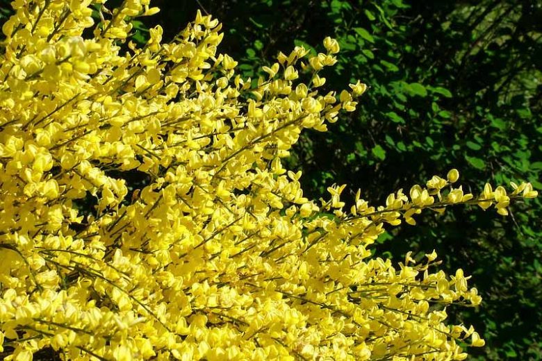 Cytisus x praecox, Scotch Broom, Warminster Broom, Mediterranean plants, Mediterranean shrubs, Yellow flowers