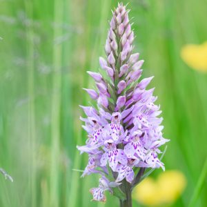 Dactylorhiza fuchsii, Common Spotted Orchid, Orchis fuchsii, Hardy Orchid, Purple Orchid