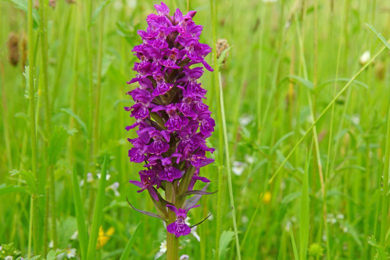 Dactylorhiza purpurella,Northern Marsh Orchid, Hardy Orchid, Purple Orchid