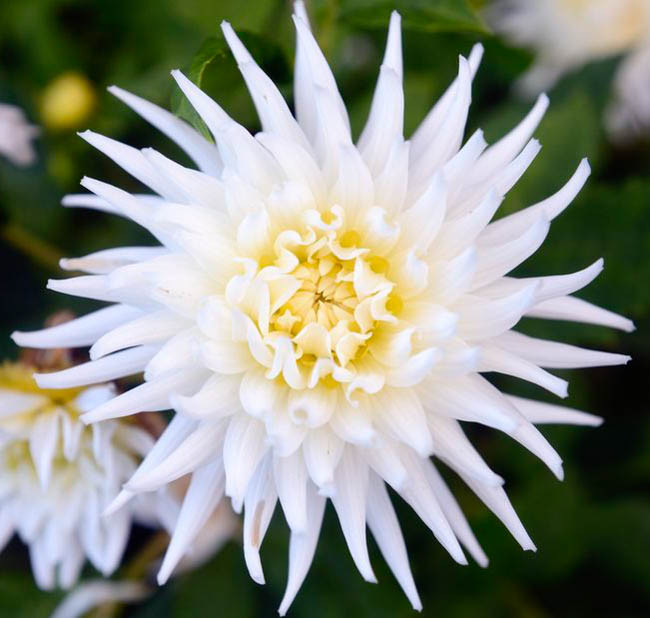 Dahlia 'My Love'