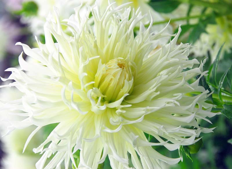 Dahlia 'Tsuku Yori No Shisha'