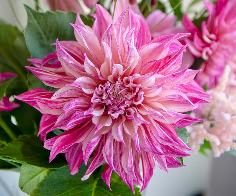 Dahlia 'Cafe Au Lait Royal'