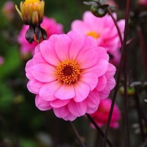 Dahlia 'Rosamunde','Rosamunde' Dahlia, Dahlia Classic Rosamunde, Dahlias Classic, Peony-Flowering Dahlias, Miscellaneous Dahlias, Classic Dahlias, Dahlias Classic, Pink Dahlia Flowers, Dark-leaved Dahlias, Dahlia Tubers, Dahlia Bulbs, Dahlia Flower, Dahl