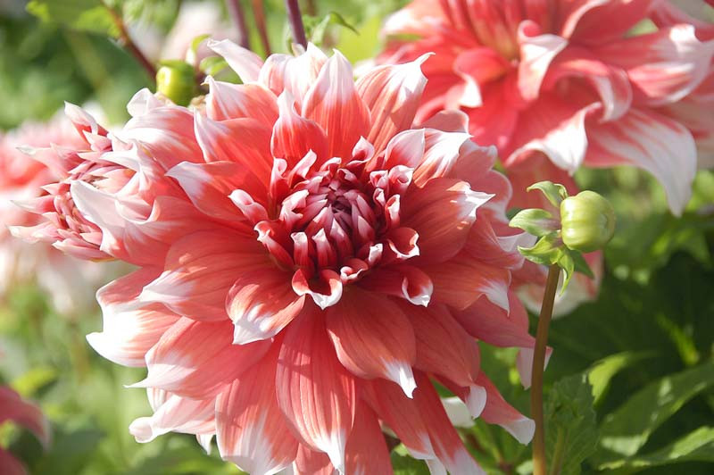 Dahlia 'Frost Nip'