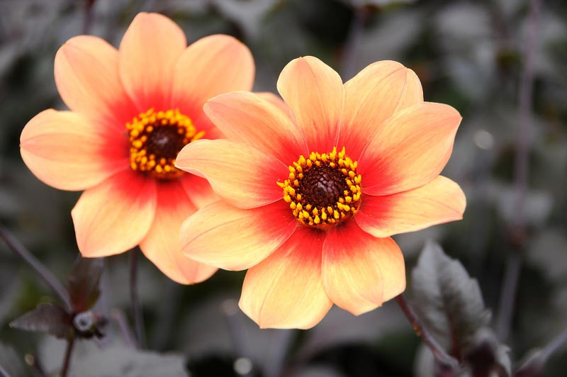 Dahlia 'Happy Single First Love'