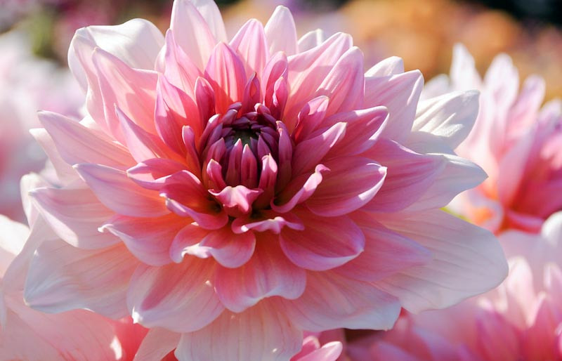 Dahlia 'Otto's Thrill'