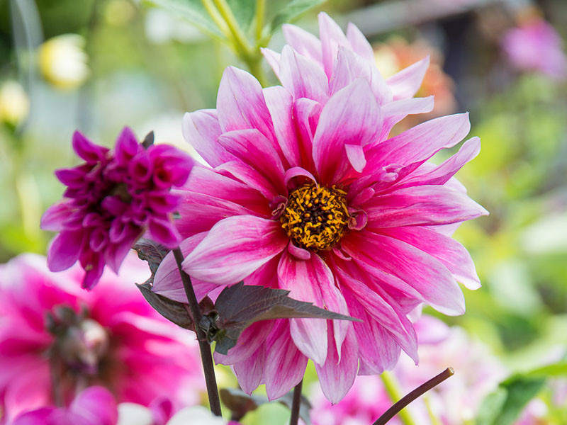 Dahlia 'Purple Haze'