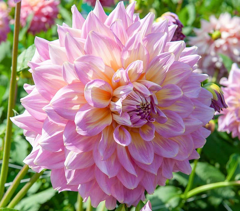 Dahlia 'Strawberry Ice'