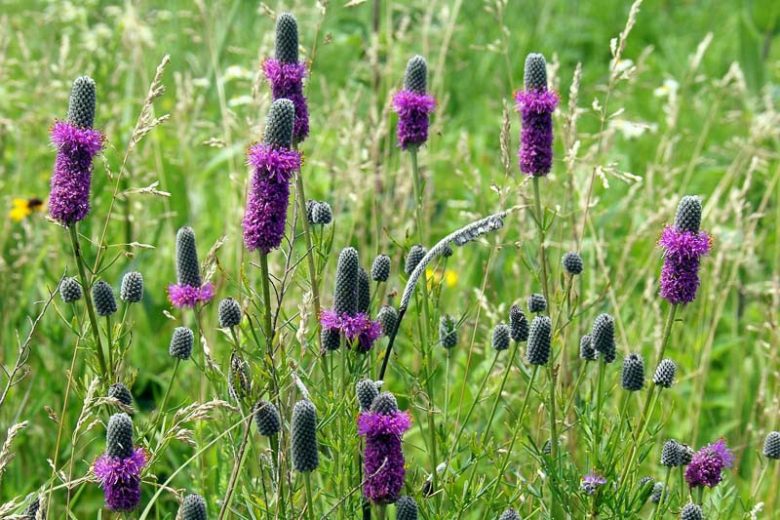 Dalea purpurea, Purple Prairie Clover, Prairie Flowers, Purple Wildflowers