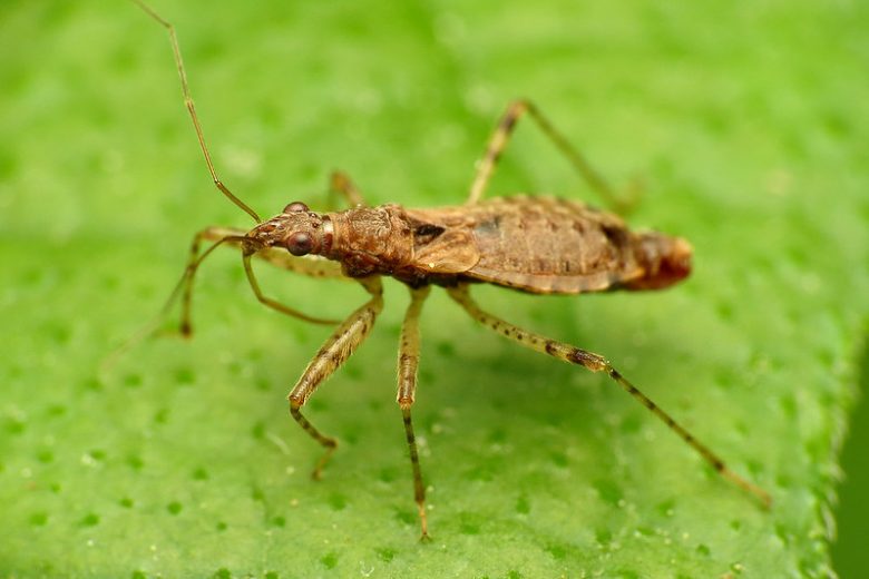 Damsel Bug, Family Nabidae, Aphid Predators