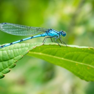 Damselfly, Damselflies, Odonata, Beneficial Insect, Beneficial Insects