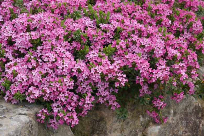 Daphne cneorum, Rose Daphne, Garland Flower, Sweet-Scented Daphne, Fragrant shrub, Flowering Shrub, Pink Flowers