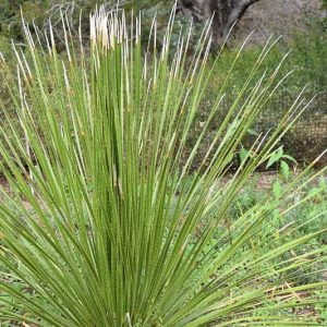 Dasylirion acrotrichum, Green Desert Spoon, Green Sotol, Yucca acrotricha, Dasylirion acrotriche, Dasylirion gracile, Bonapartea gracile, Roulinia gracile, Yucca gracile