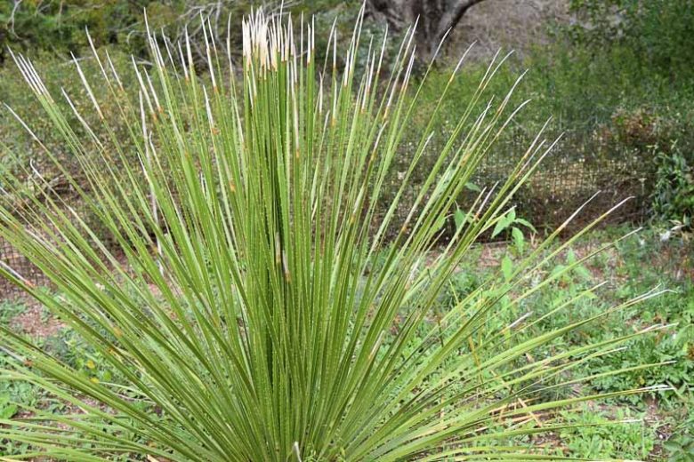 Dasylirion acrotrichum, Green Desert Spoon, Green Sotol, Yucca acrotricha, Dasylirion acrotriche, Dasylirion gracile, Bonapartea gracile, Roulinia gracile, Yucca gracile