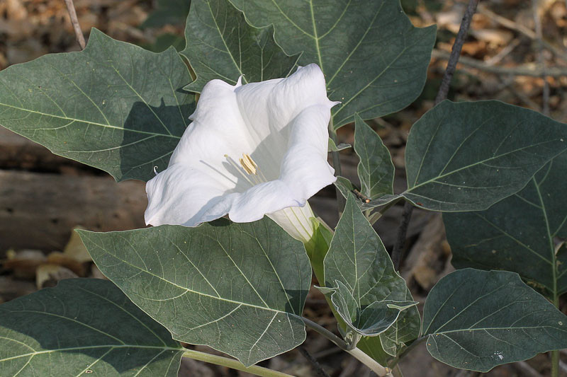 Datura Flower Parts And Their Functions