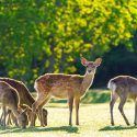 Deer,  get rid of Deer, Keep Deer Away, Deter Deer, Repel Deer