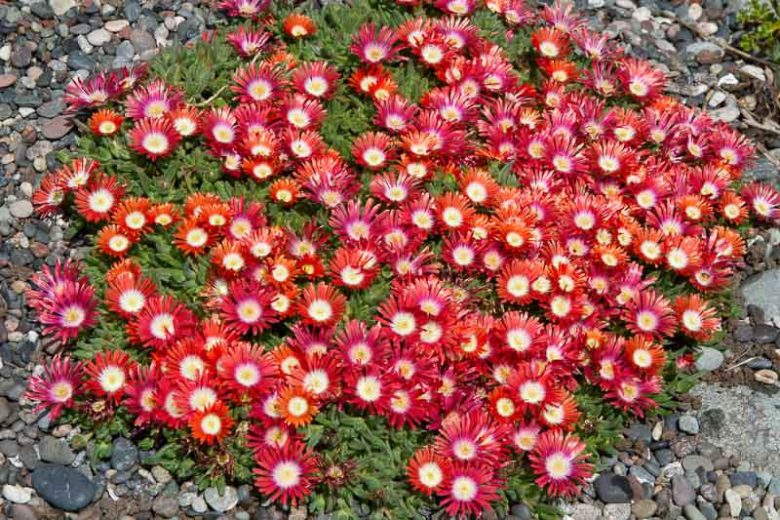 Delosperma dyeri Red Mountain, Red Ice Plant, Red Mountain Ice Plant, Delosperma dyeri 'Psdold', Evergreen perennial, Low maintenance perennial, perennial ground cover