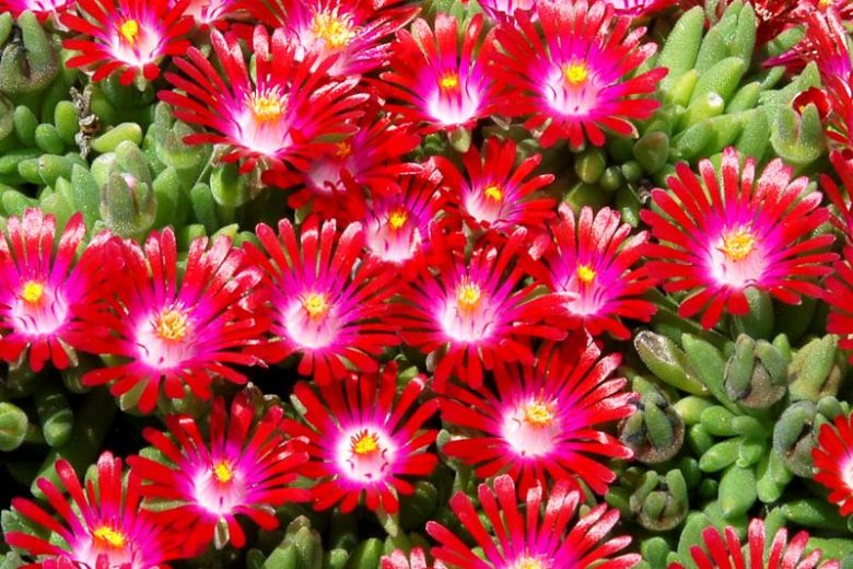 Delosperma HOTCAKES® 'Saucy Strawberry', Ice Plant Saucy Strawberry, Saucy Strawberry Ice Plant, Drought tolerant perennials, Red perennial flowers, Evergreen perennial, Low maintenance perennial, perennial ground cover