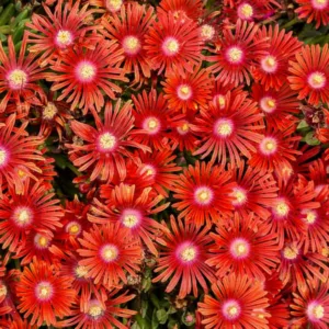 Delosperma RED MOUNTAIN® Flame, Ice Plant RED MOUNTAIN® Flame, RED MOUNTAIN® Flame Ice Plant, Drought tolerant perennials, Red perennial flowers, Evergreen perennial, Low maintenance perennial, perennial ground cover