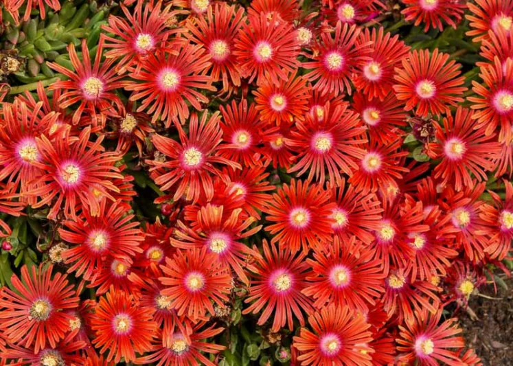Delosperma RED MOUNTAIN® Flame, Ice Plant RED MOUNTAIN® Flame, RED MOUNTAIN® Flame Ice Plant, Drought tolerant perennials, Red perennial flowers, Evergreen perennial, Low maintenance perennial, perennial ground cover