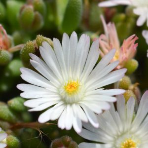 Delosperma 'White Nugget', Ice Plant 'White Nugget', Ice Plant, Drought tolerant perennials, White perennial flowers, succulent, Low maintenance perennial, perennial ground cover