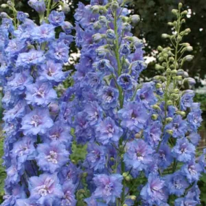 Delphinium Blue Lace, Delphinium x Elatum 'Blue Lace', New Millennium Series, Blue Delphinium, Blue flowers