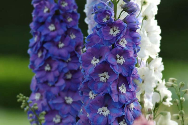 Delphinium Guardian Blue, Delphinium Elatum 'Guardian Blue', Guardian Series, Blue Delphinium, Blue flowers