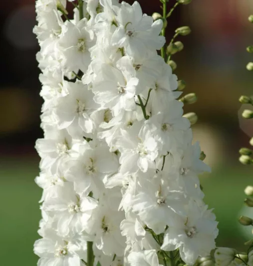 Delphinium Guardian White, Delphinium Elatum 'Guardian White', Guardian Series, White Delphinium, White flowers