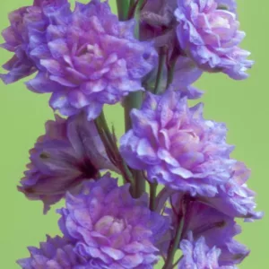 Delphinium Highlander Blueberry Pie, Delphinium Elatum 'Highlander Blueberry Pie', Highlander Series, Lavender Delphinium, Lavender flowers, Purple Delphinium, Purple flowers
