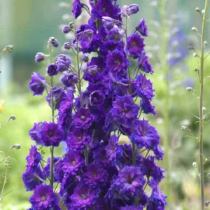 Delphinium Pagan Purples, Delphinium x Elatum 'Pagan Purples', New Millennium Series, Purple Delphinium, Purple flowers