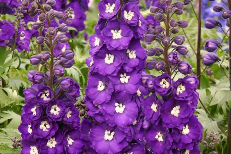 Delphinium Purple Passion, Delphinium x Elatum 'Purple Passion', New Millennium Series, Purple Delphinium, Purple flowers
