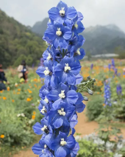 Delphinium Blue Bird Group, Delphinium 'Blue Bird', Delphinium 'Pacific Giant Blue Bird', Pacific Giant Series, Blue Delphinium, Blue flowers