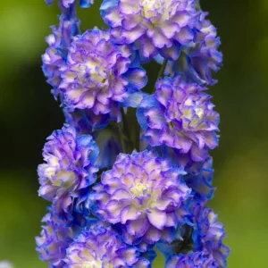 Delphinium Highlander Bolero, Delphinium Elatum 'Highlander Bolero', Highlander Series, Lavender Delphinium, Lavender flowers, Purple Delphinium, Purple flowers