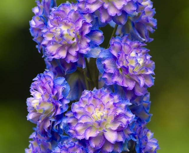 Delphinium Highlander Bolero, Delphinium Elatum 'Highlander Bolero', Highlander Series, Lavender Delphinium, Lavender flowers, Purple Delphinium, Purple flowers