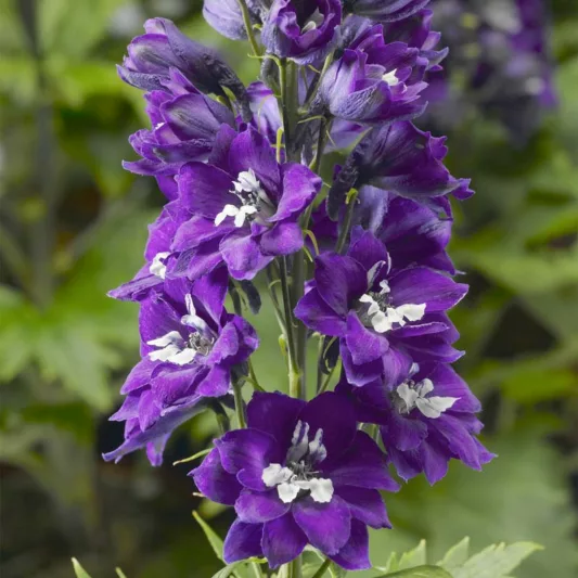 Delphinium elatum Delphina™ 'Dark Blue White Bee', Dwarf Delphinium 'Delphina™ 'Dark Blue White Bee', Delphina Series, Purple Delphinium, Purple flowers