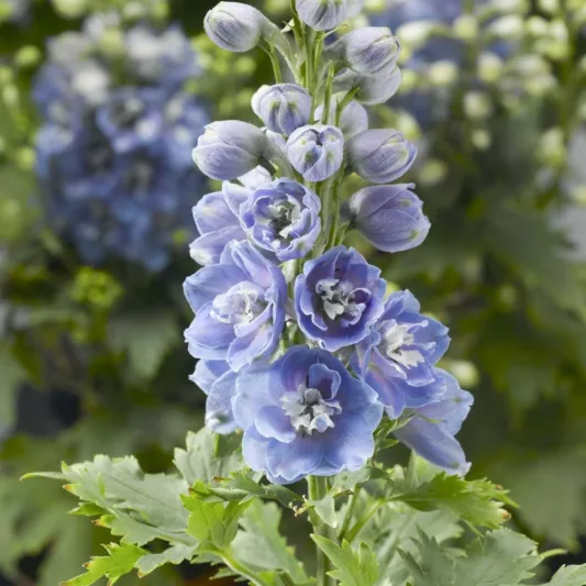 Delphinium elatum Delphina™ 'Light Blue White Bee', Dwarf Delphinium 'Delphina™ 'Light Blue White Bee', Delphina Series, Blue Delphinium, Blue flowers