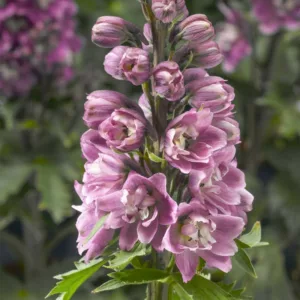 Delphinium elatum Delphina™ 'Rose White Bee', Dwarf Delphinium 'Delphina™ 'Rose White Bee', Delphina Series, Rose Delphinium, Rose flowers, Pink Delphinium, Pink flowers