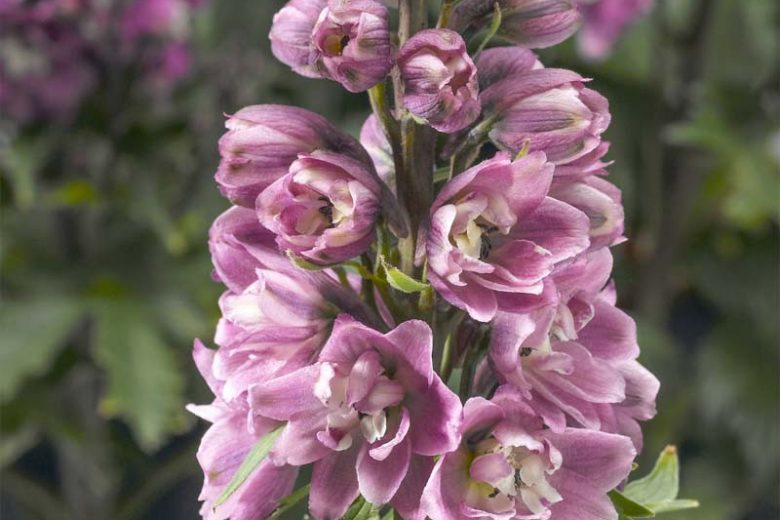 Delphinium elatum Delphina™ 'Rose White Bee', Dwarf Delphinium 'Delphina™ 'Rose White Bee', Delphina Series, Rose Delphinium, Rose flowers, Pink Delphinium, Pink flowers