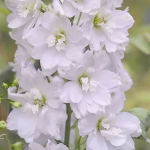 Delphinium Galahad, Candle Larkspur 'Galahad', Candle Delphinium 'Galahad', Pacific Hybrids, White Delphinium, White flowers