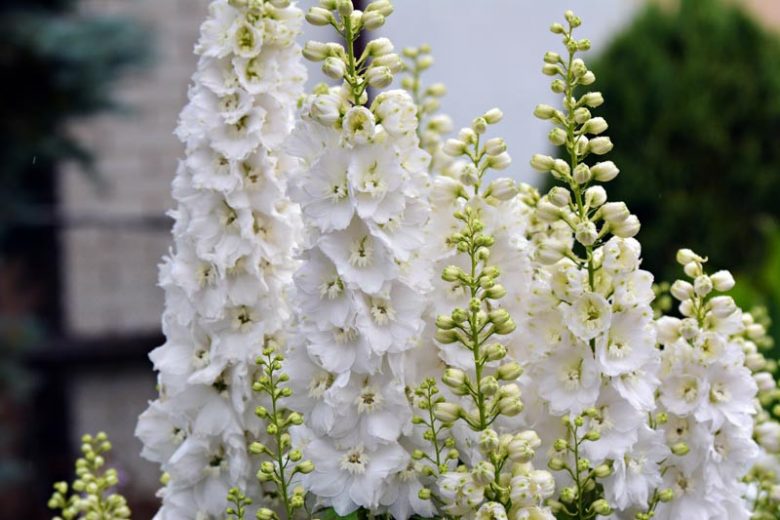 Delphinium Jill Curley, Candle Larkspur 'Jill Curley', Candle Delphinium 'Jill Curley, White Delphinium, White flowers