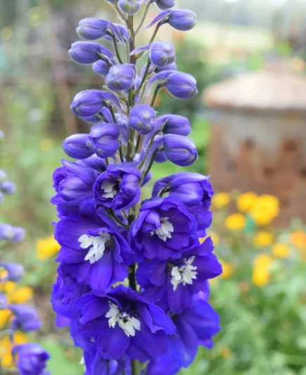 thumbnail image 2 of August, Flower, Portrait, Plant, Delphinium "King Arthur", Larkspur In Garden Image561907952 2 of 13