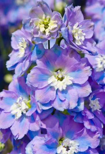 Delphinium Spindrift, Candle Larkspur 'Spindrift', Candle Delphinium 'Spindrift', Purple Delphinium, Purple flowers, Pink Delphinium, Pink flowers