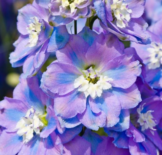 Delphinium Spindrift, Candle Larkspur 'Spindrift', Candle Delphinium 'Spindrift', Purple Delphinium, Purple flowers, Pink Delphinium, Pink flowers