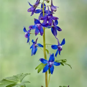 Delphinium tricorne, Dwarf Larkspur, Spring Larkspur, Blue flowers