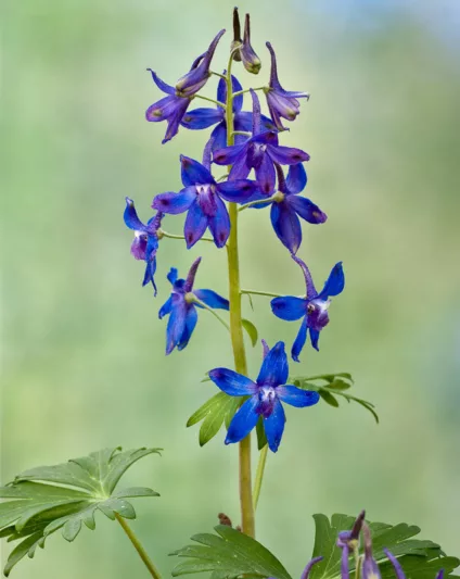 Delphinium tricorne, Dwarf Larkspur, Spring Larkspur, Blue flowers
