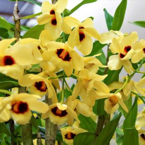 Dendrobium Gatton Sunray gx, Orchid,  Yellow Orchids, Easy Orchids, Easy to Grow Orchids