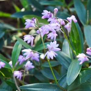 Dendrobium kingianum, Pink Rock Orchid,  Purple Orchids, Easy Orchids, Easy to Grow Orchids