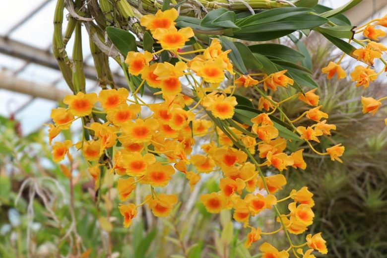 Dendrobium lindleyi, Lindley's Dendrobium, Callista aggregata, Dendrobium aggregatum, Epidendrum aggregatum, Yellow Orchids, Easy Orchids, Easy to Grow Orchids