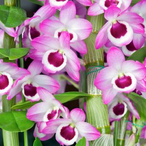 Dendrobium nobile, Noble Rock Orchid, Noble Dendrobium,  Purple Orchids, Easy Orchids, Easy to Grow Orchids